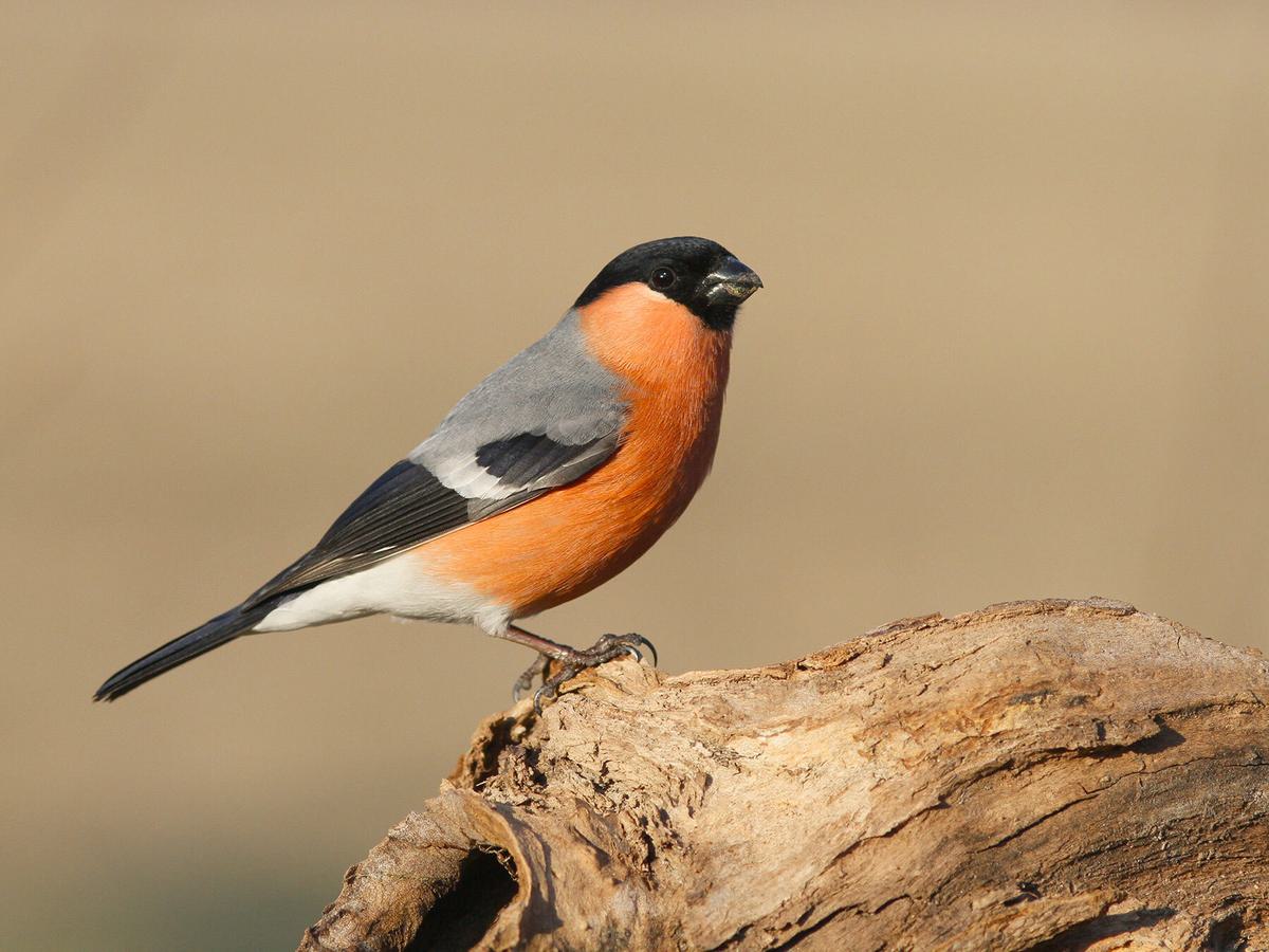 Eurasian Bullfinch perched on a branch