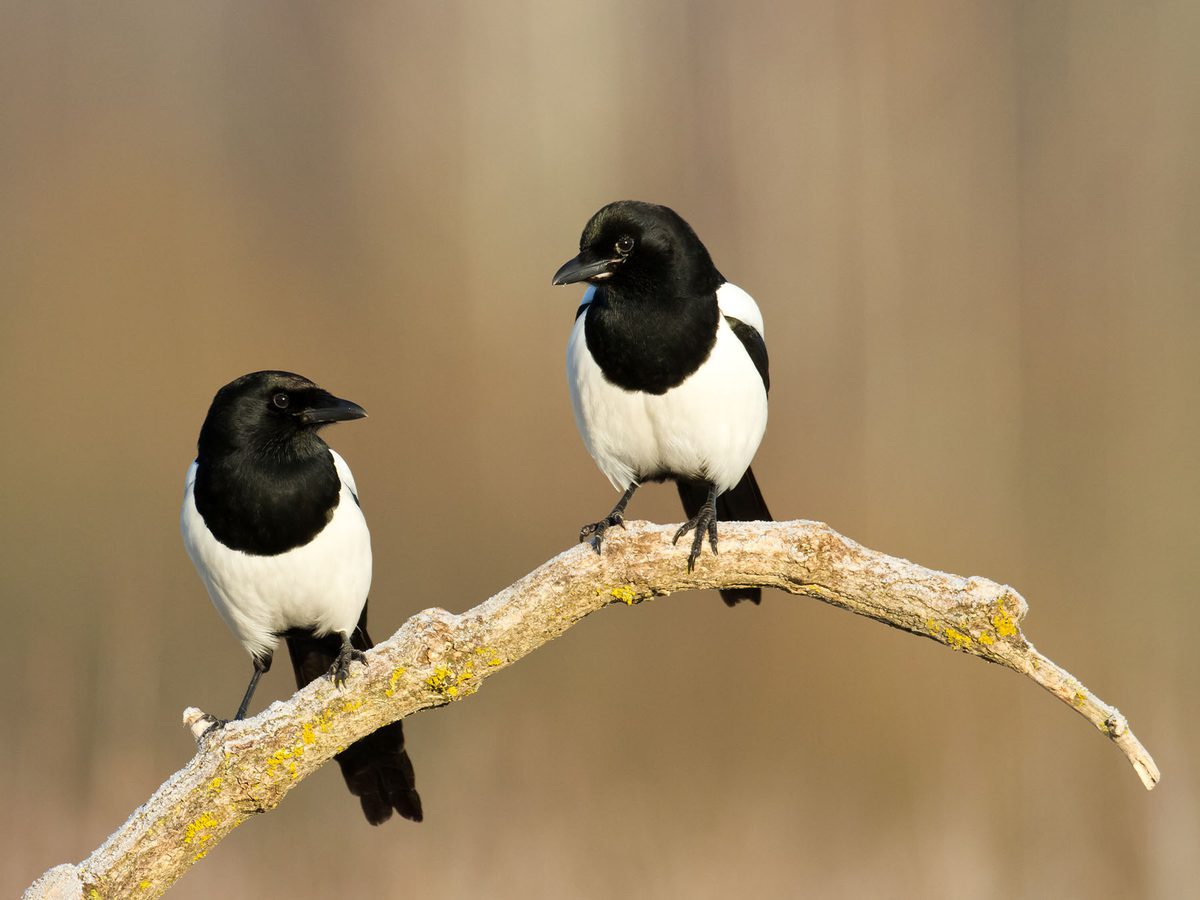 The Magpie Nursery Rhyme Unveiling 'One for Sorrow Birdfact The Magpie Nursery Rhyme Unveiling 'One for Sorrow Birdfact