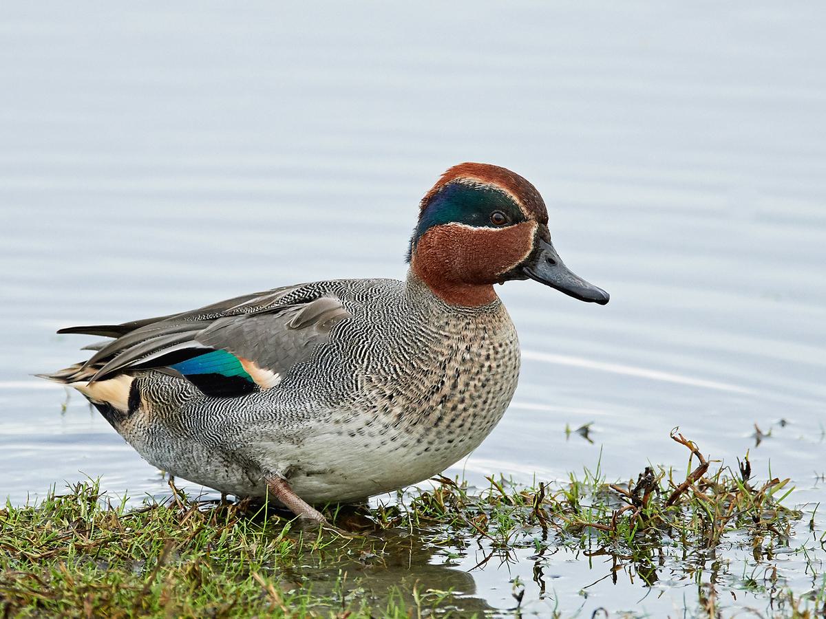 An Eurasian Teal is among the duck breeds with the longest lifespans