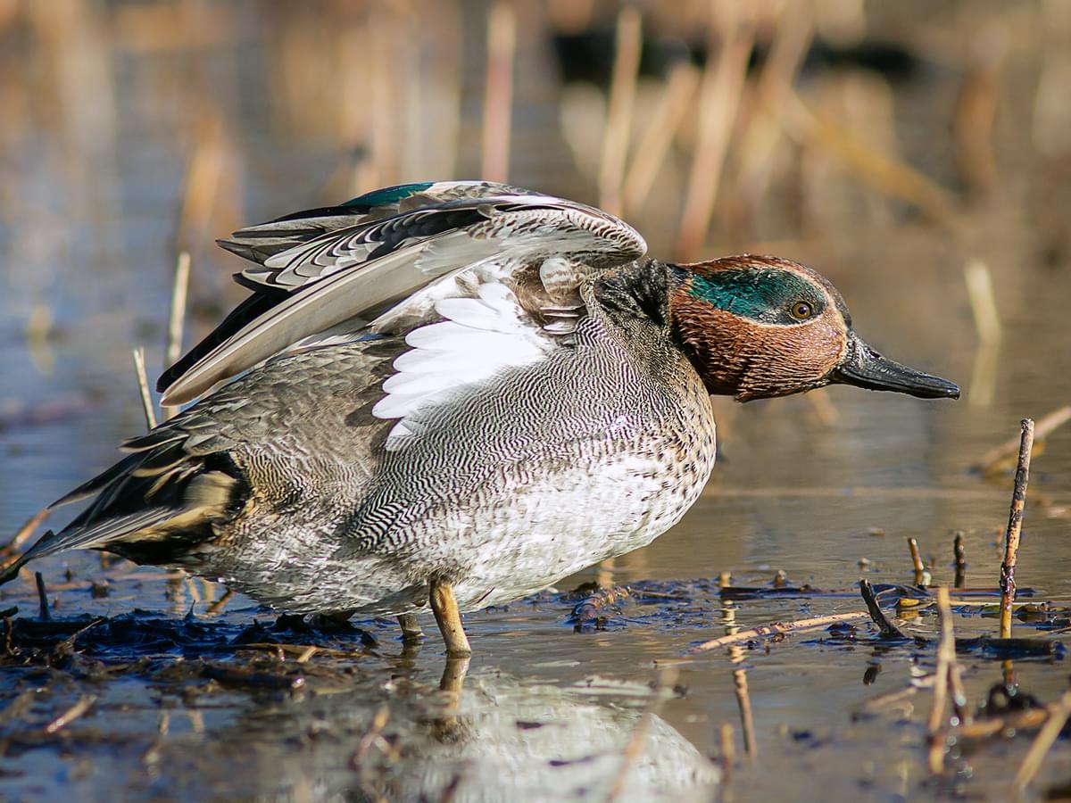 Eurasian Teal stretching by the edge of the water