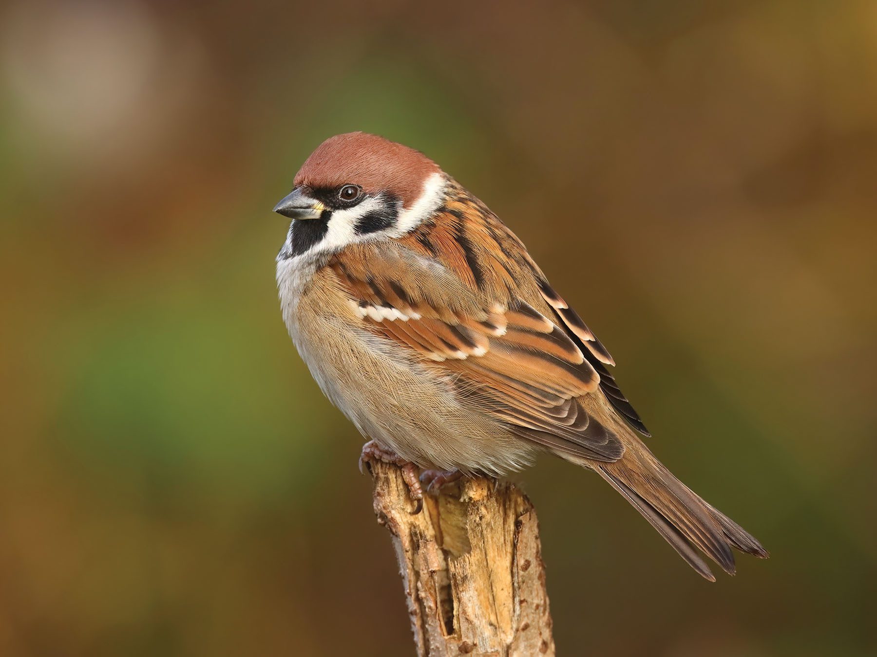 Eurasian Tree Sparrow
