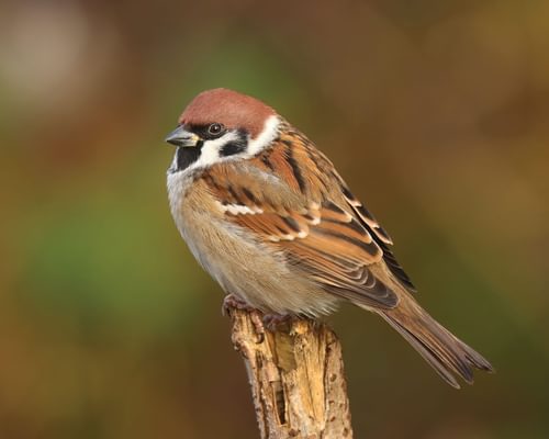 Eurasian Tree Sparrow