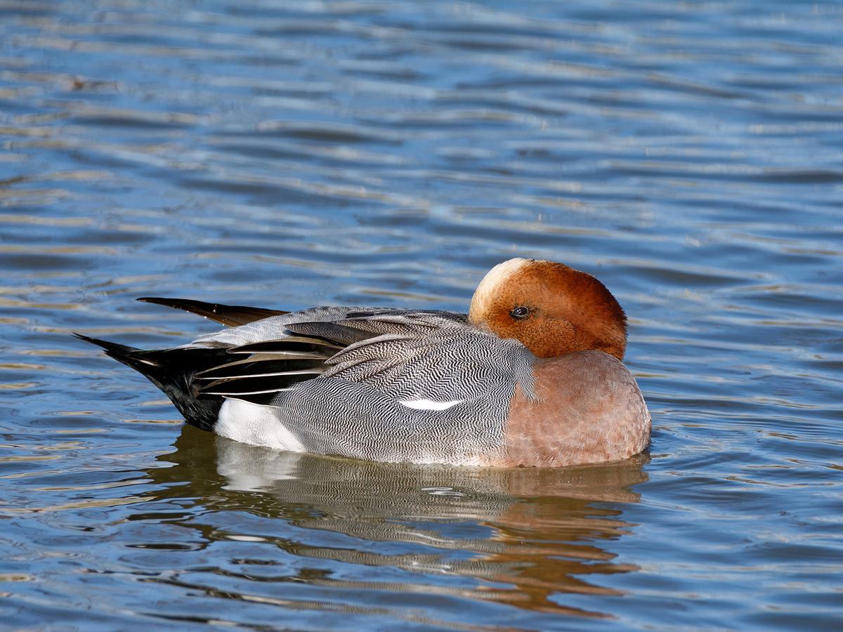 An Eurasian Wigeon roosting on the safety of the water from land predators