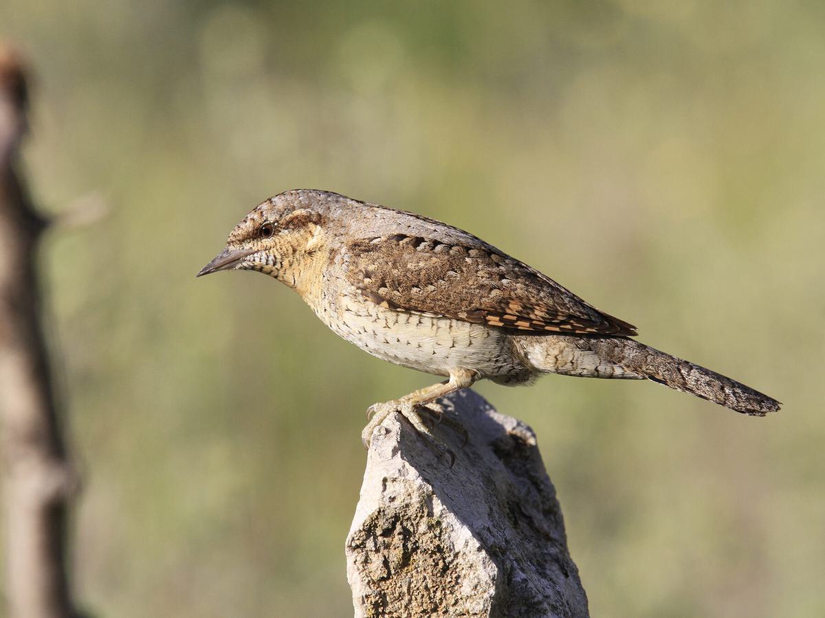 Eurasian Wryneck perched on a post