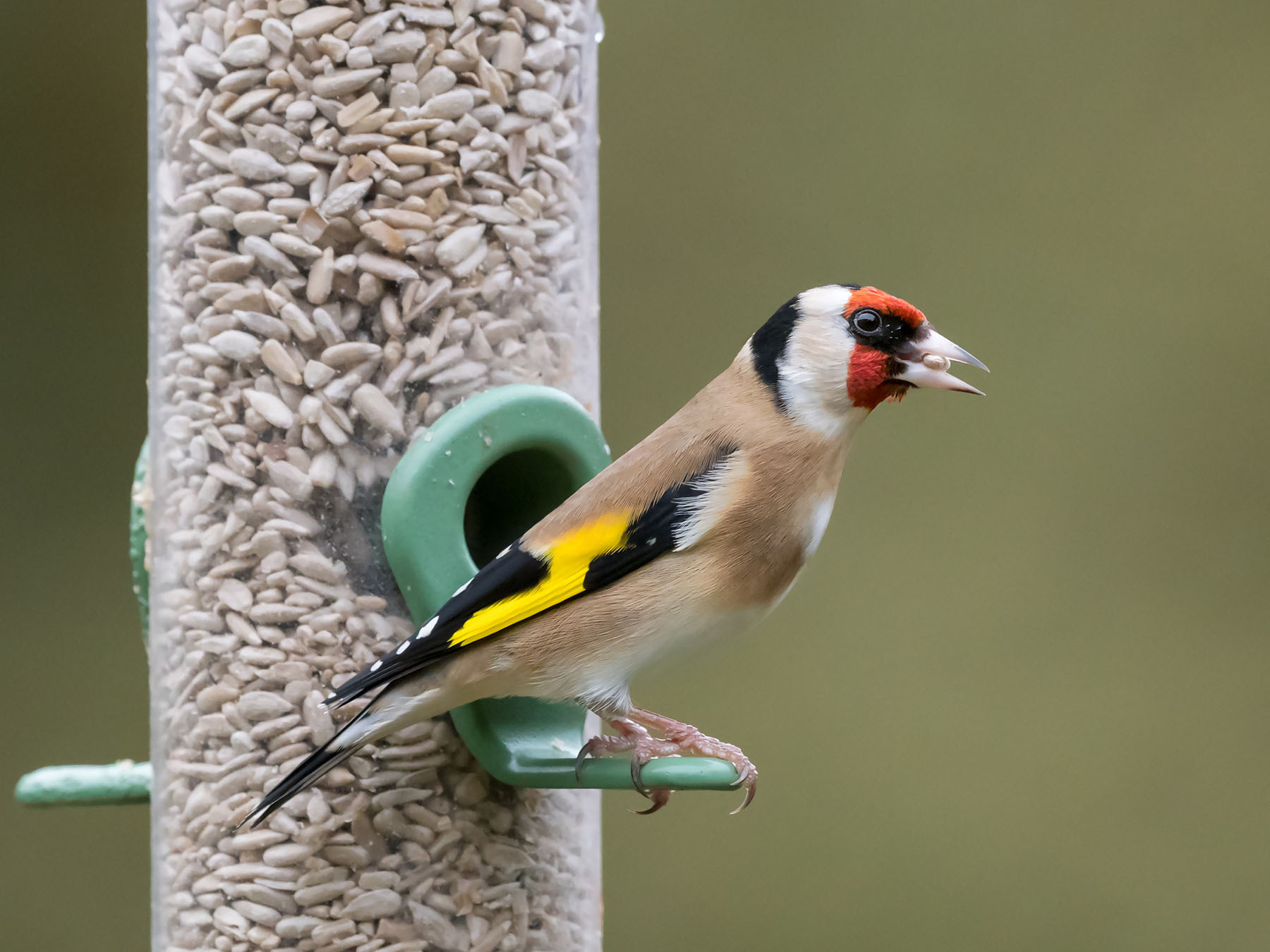 Sunflower Hearts for Birds Why They're a Backyard… Birdfact