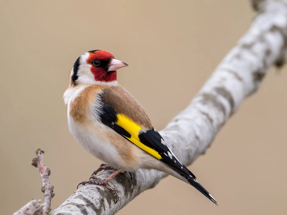 European Goldfinch Nesting (Behaviour, Location, Eggs + FAQs)