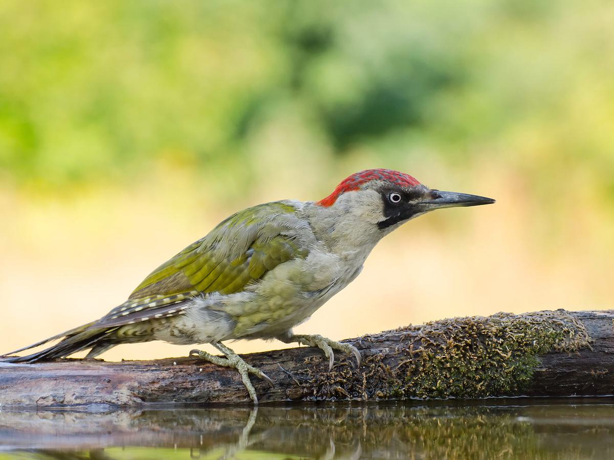 European Green Woodpecker on the ground