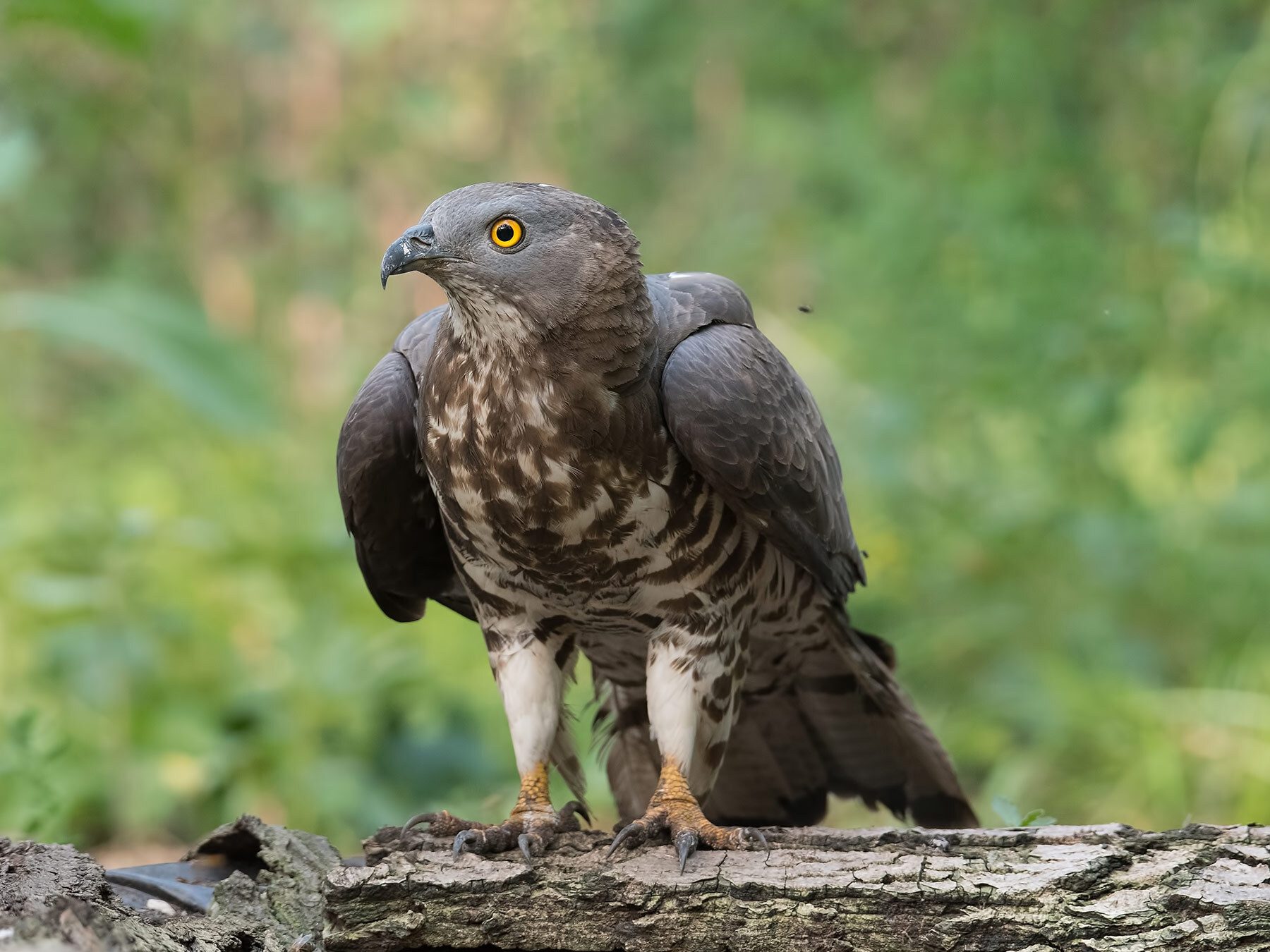 European Honey-buzzard