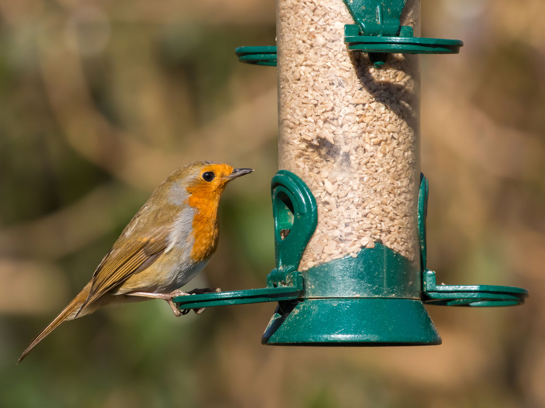 Sunflower Hearts for Birds Why They're a Backyard… Birdfact