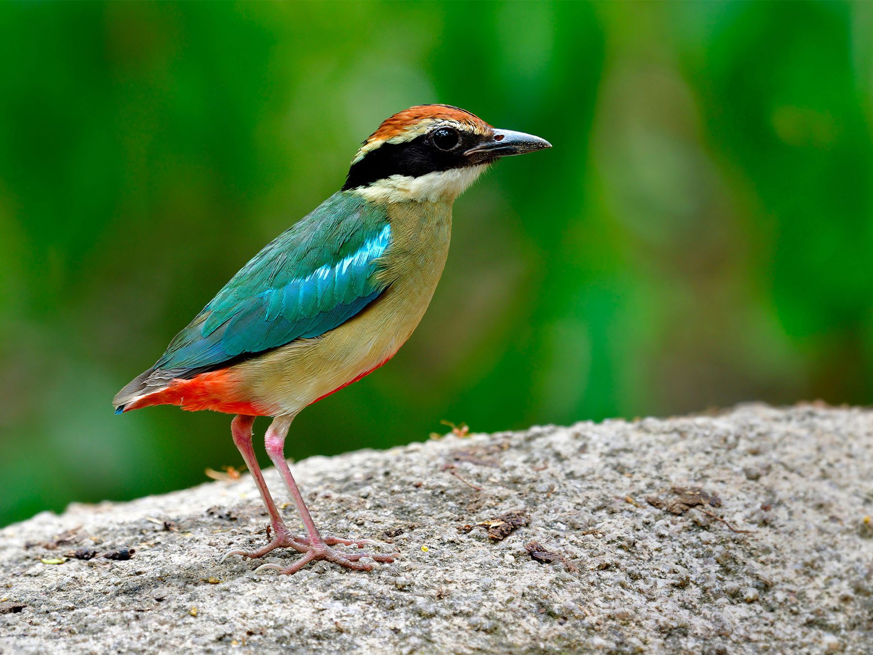 Fairy Pitta