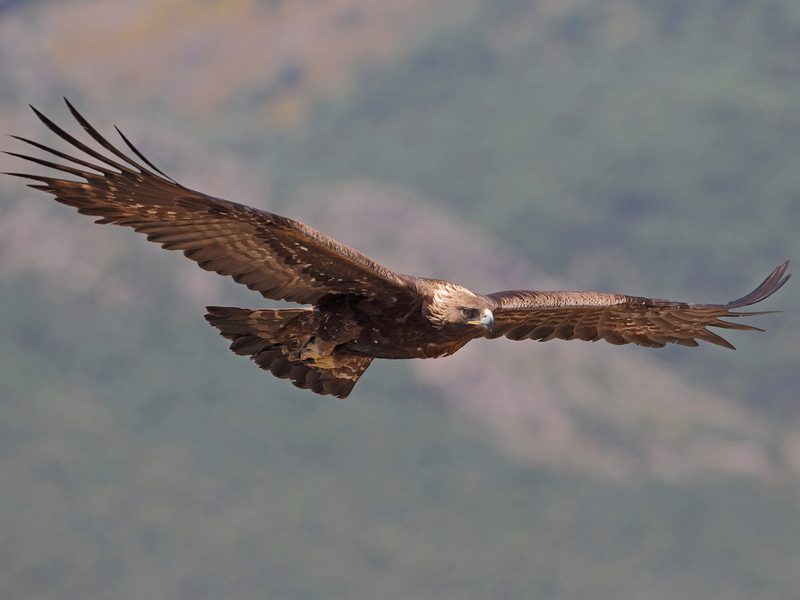 The Fastest Birds in the World: Speed in the Skies and on… | Birdfact