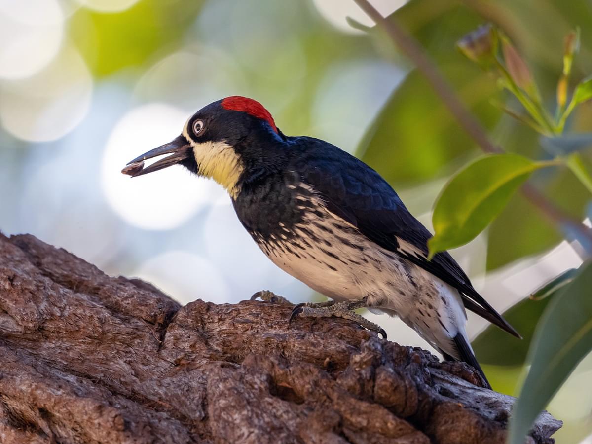 Female Acorn Woodpecker