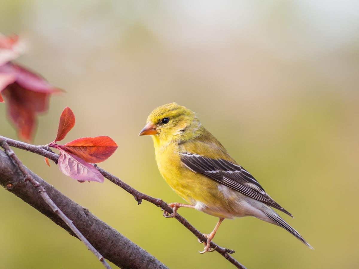 Female American Goldfinches (Identification Guide)