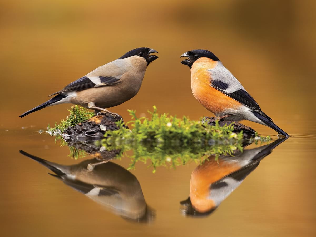 Female left, and male right Bullfinch pair