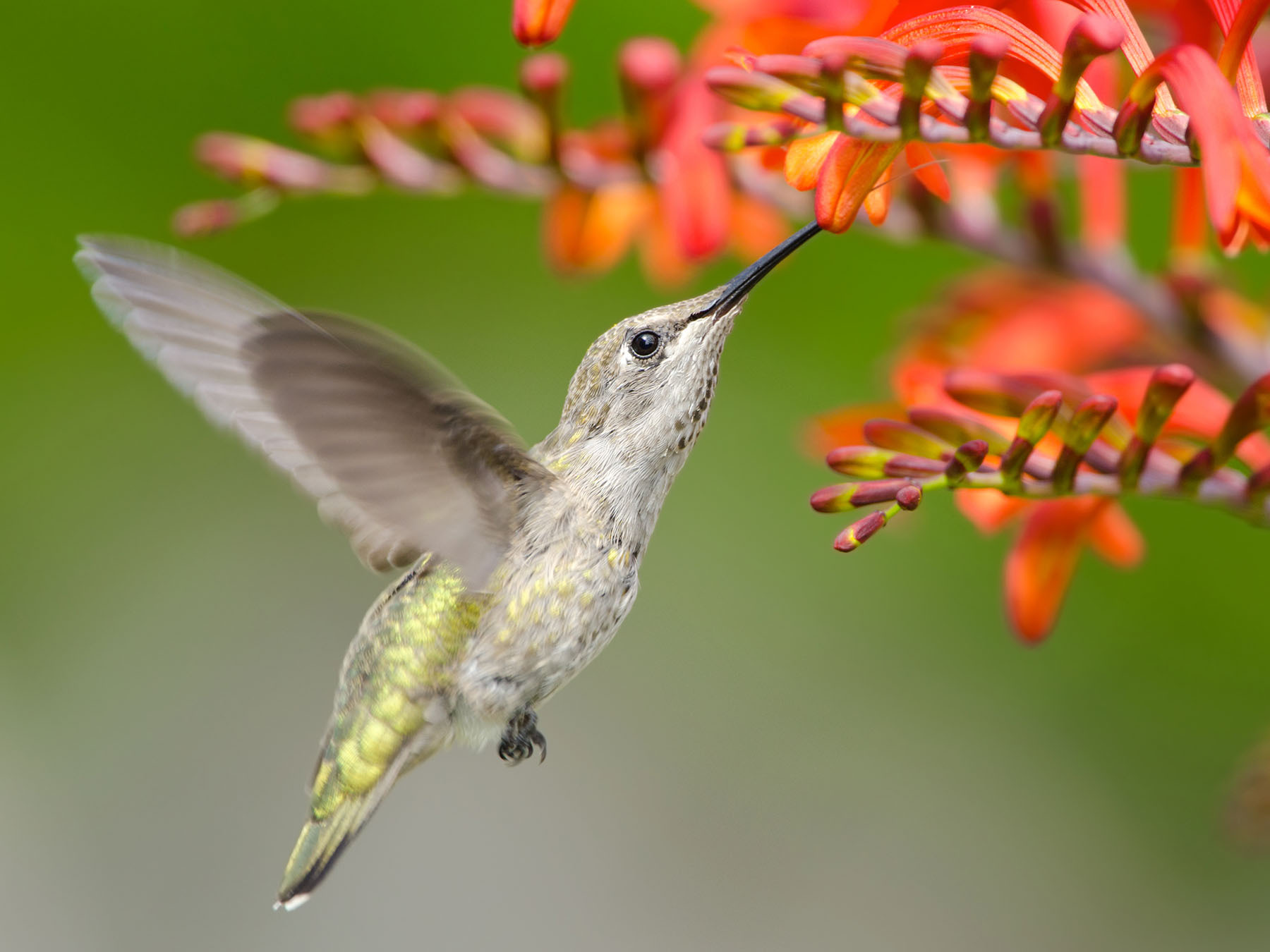 Anna's Hummingbird Range, Habitat + Distribution Birdfact