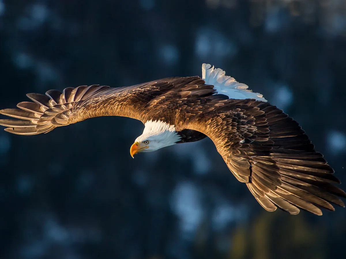 Female Bald Eagles (Identification Guide) | Birdfact