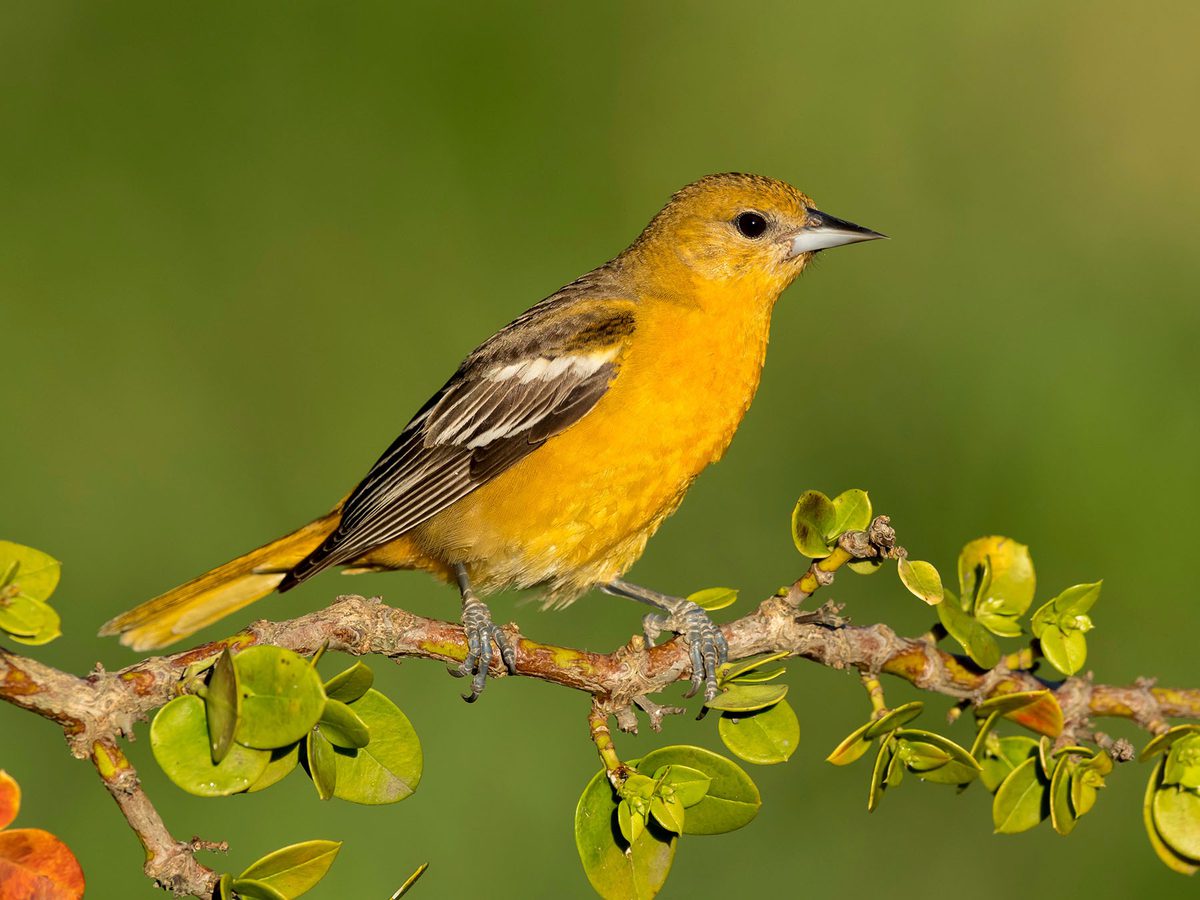 Baltimore Oriole Nesting (Behavior, Eggs + Location) | Birdfact