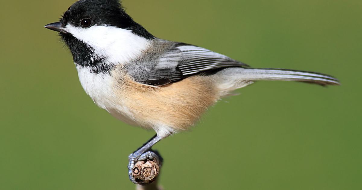 Male Vs Female Black-Capped Chickadees: How to Tell Them Apart  