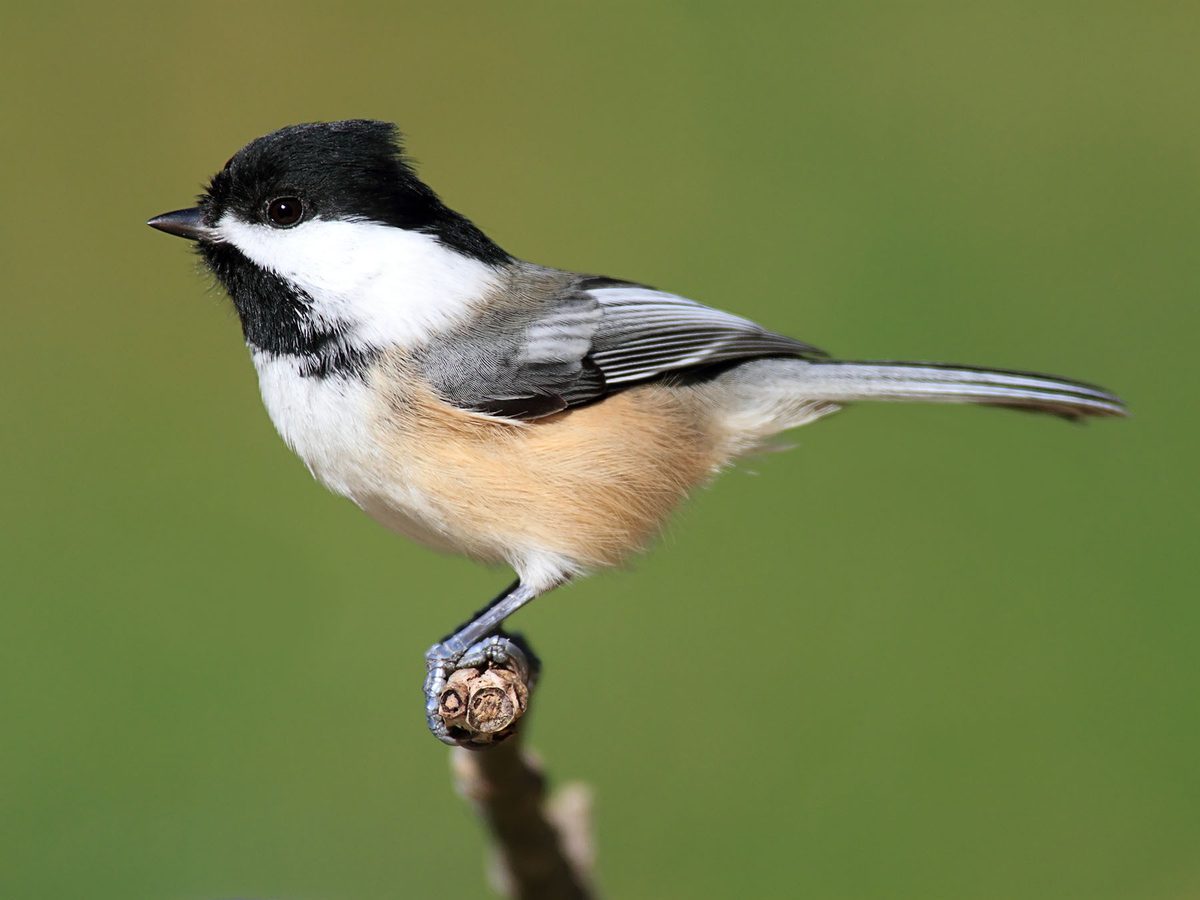 Female Black-capped Chickadees (Male vs Female Identification)