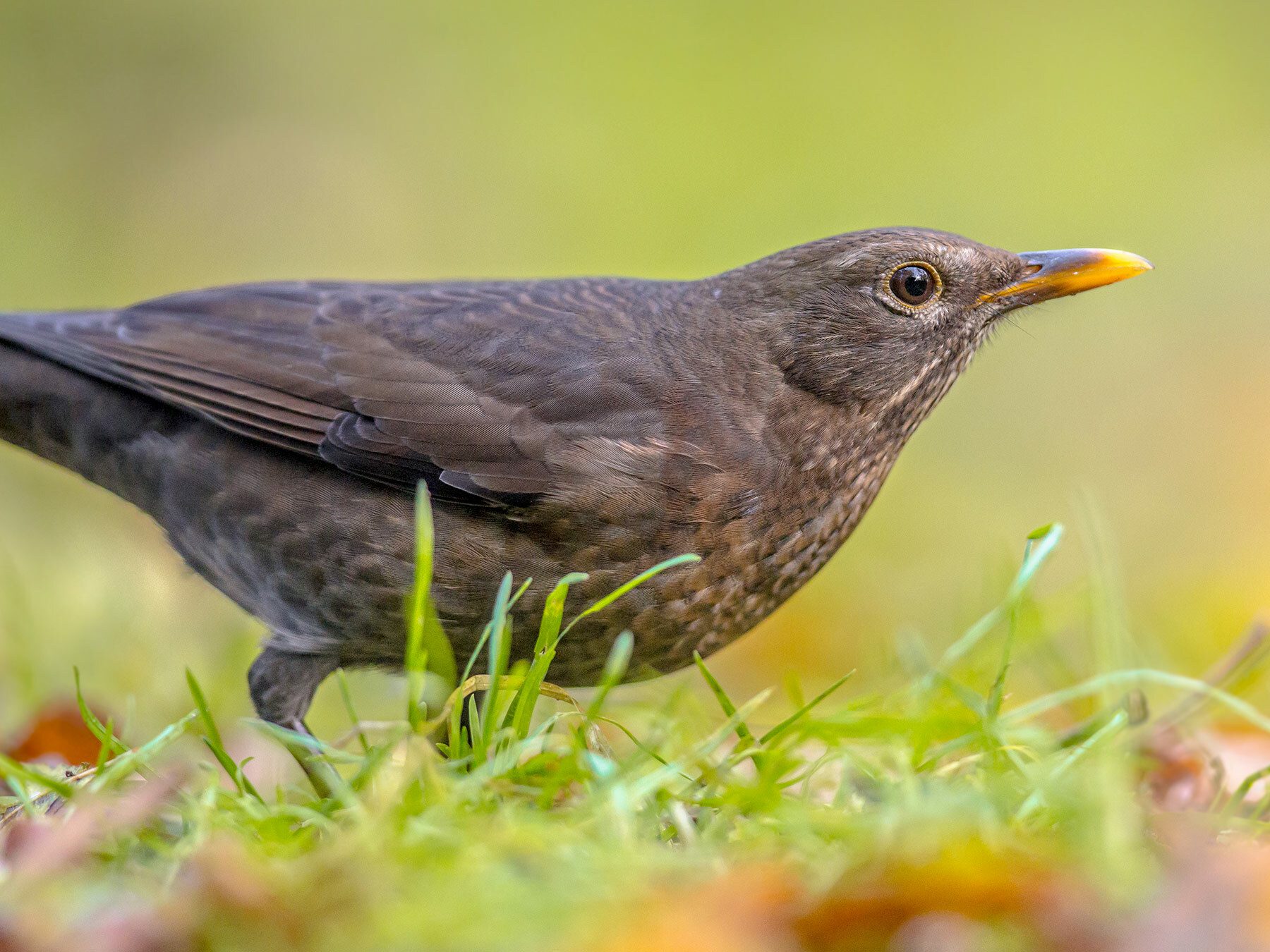 Female Blackbirds: Identifying Features And Behaviours