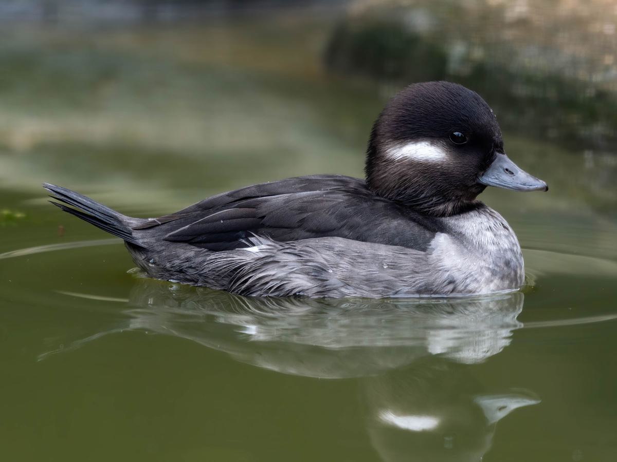 Female Bufflehead Ducks (Male vs Female Identification)