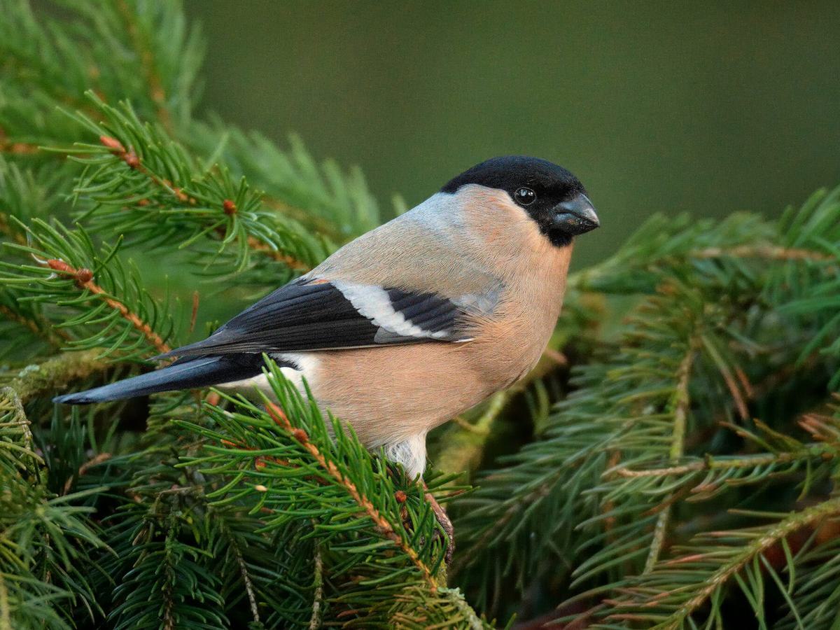 Female Bullfinch perched in the top of a spruce