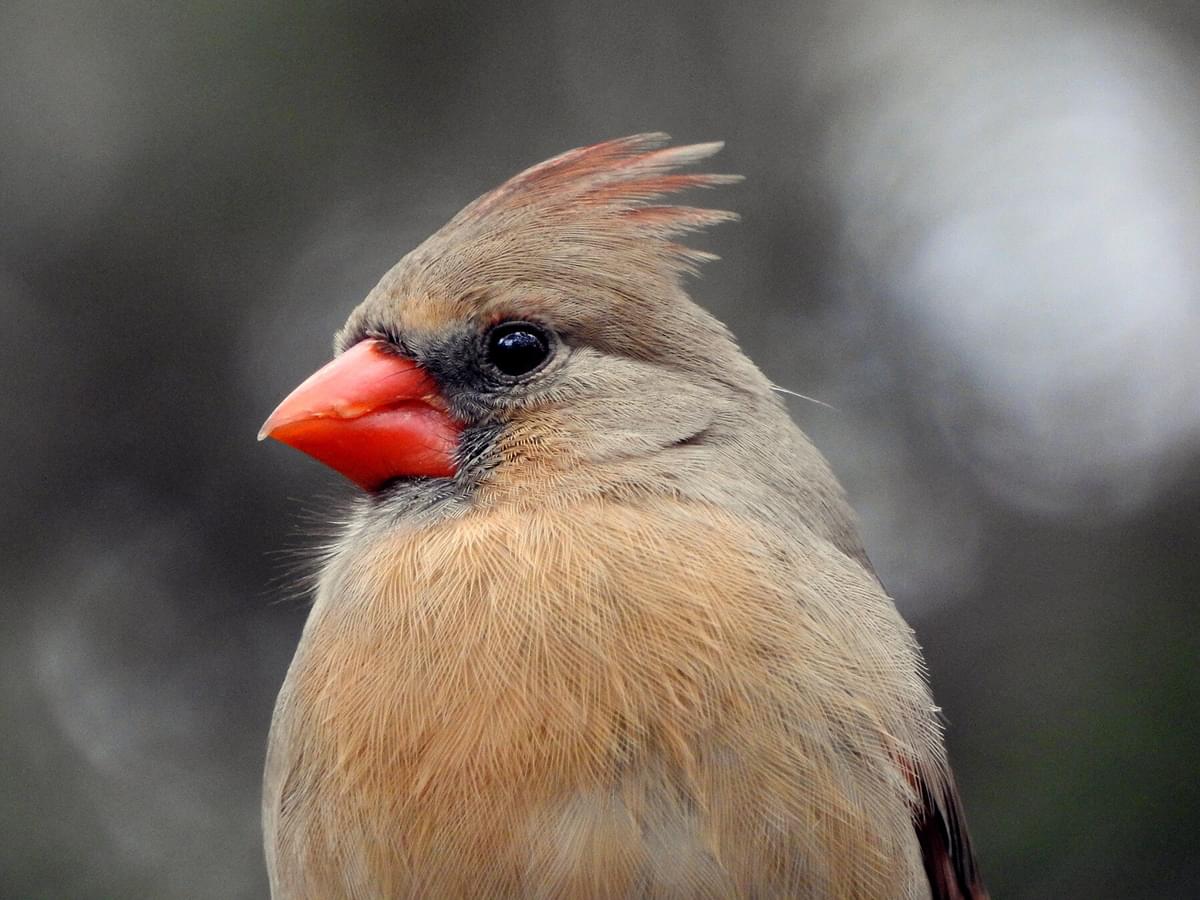Female Cardinals: A Complete Guide
