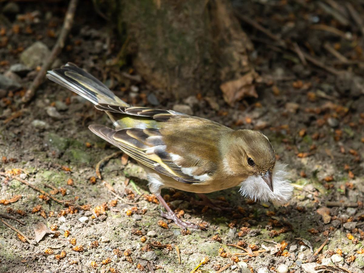 Female Chaffinch gathering nesting materials