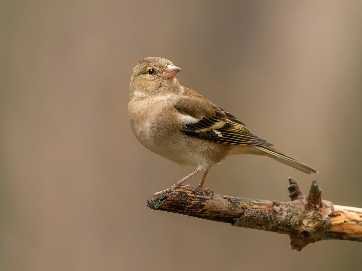 Female Chaffinch perched on the branch of a tree in the forest