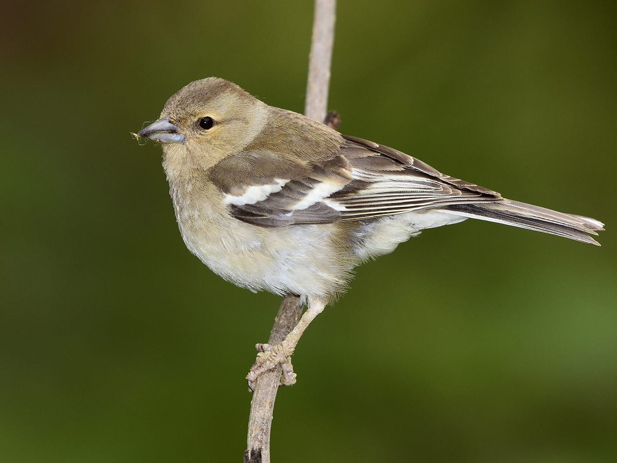 <p><strong>Female Chaffinch</strong></p>