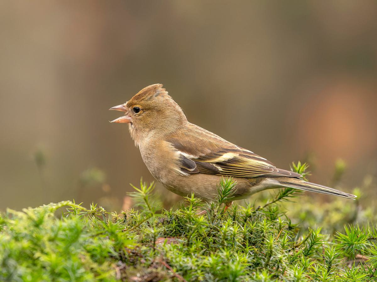 A female chaffinch singing