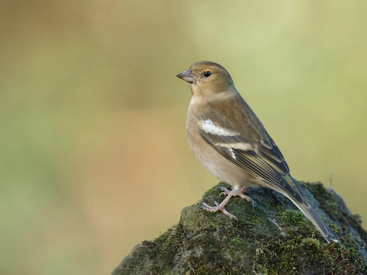 Female Chaffinches (Identification Guide)