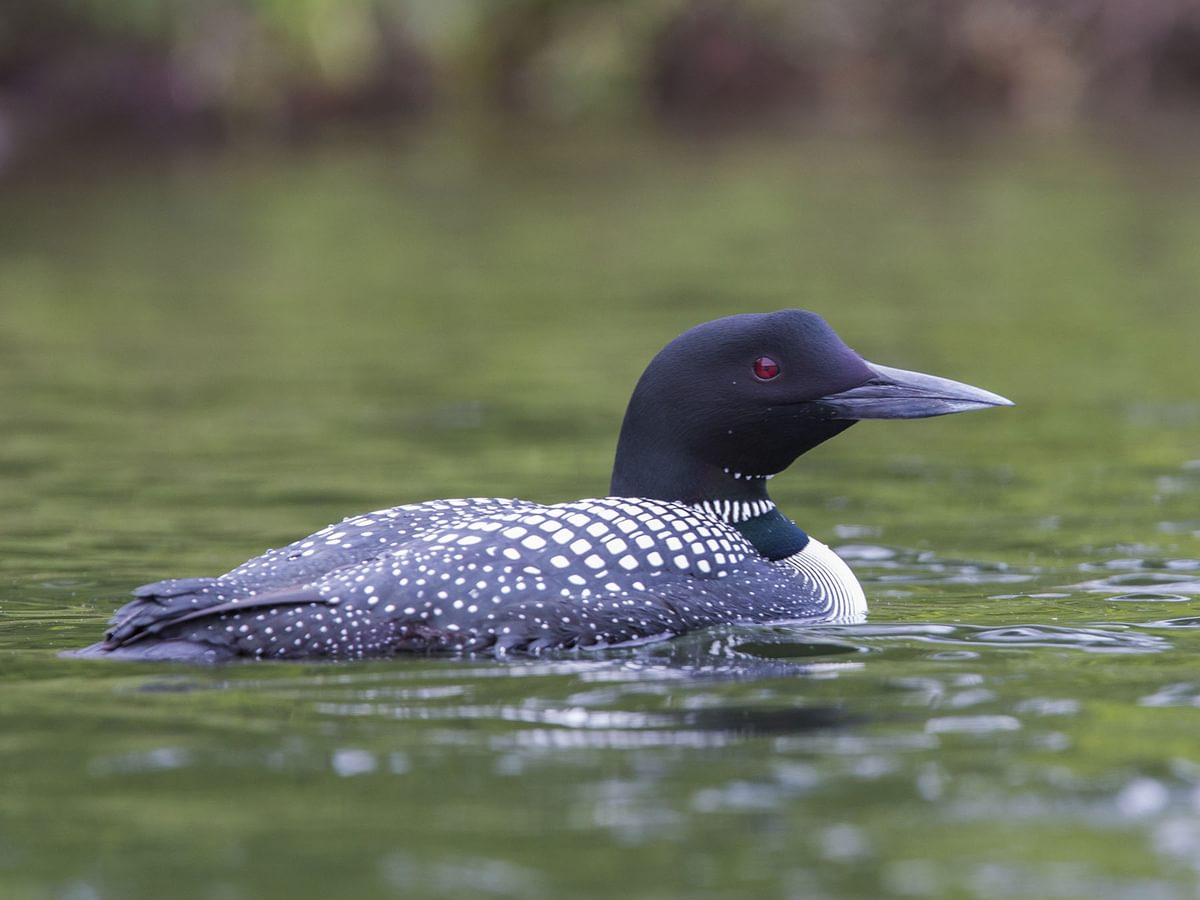 Female Loons (Male vs Female Identification Guide) | Birdfact