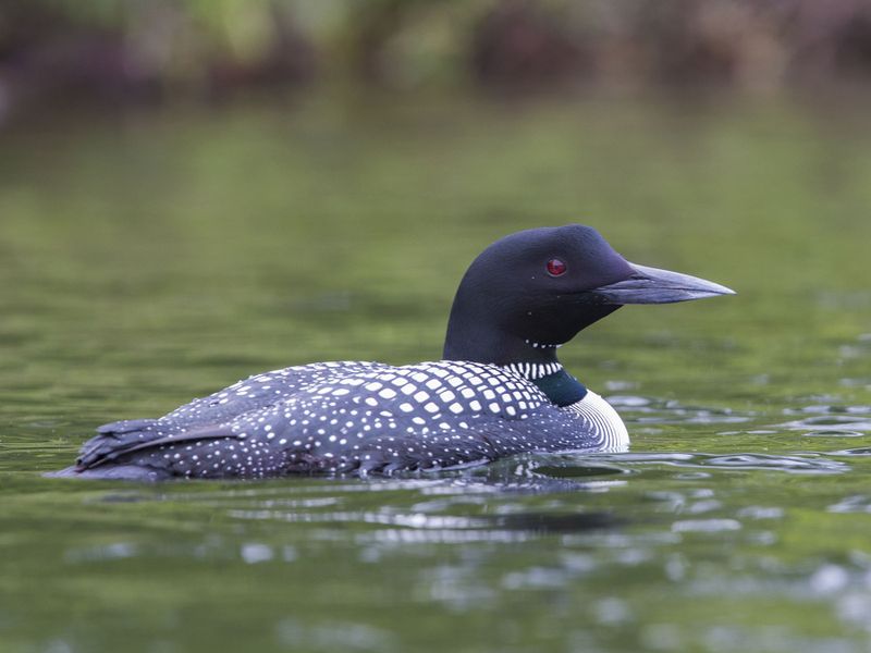 Loon Identification Female Loons (Male vs Female Identification Guide) | Birdfact