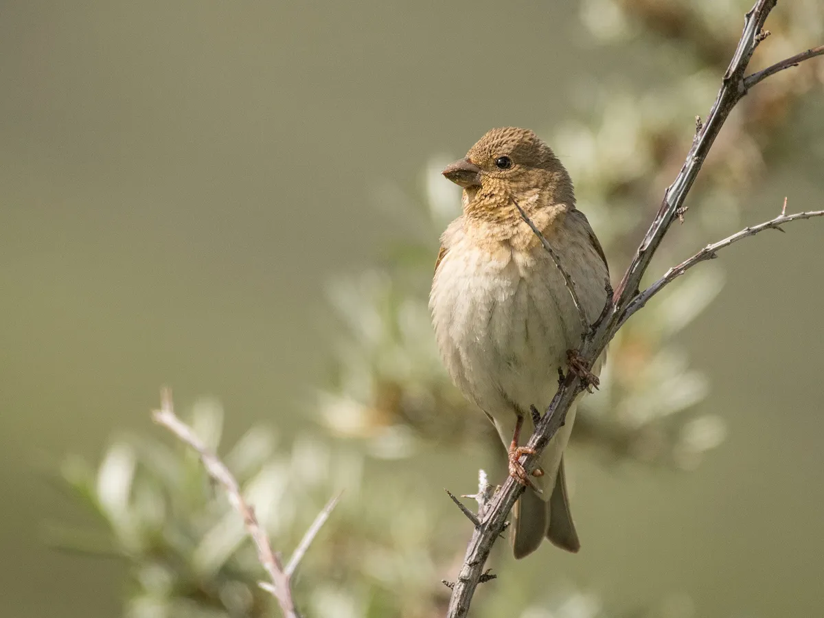 Female common rosefinch