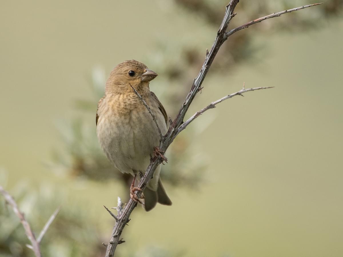 Female Common Rosefinch perched in a tree