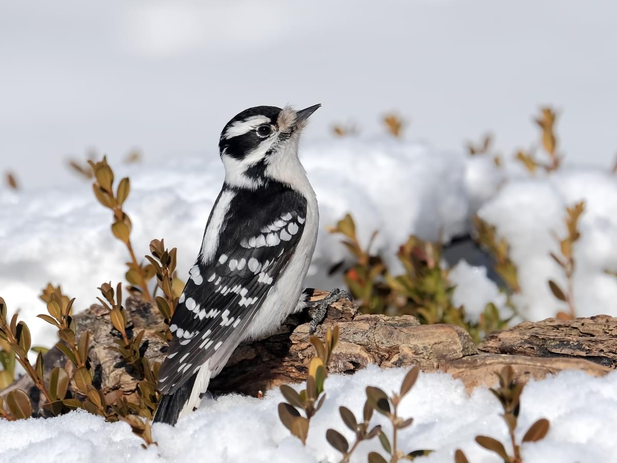 Female Downy Woodpecker sitting on a fallen branch during the winter
