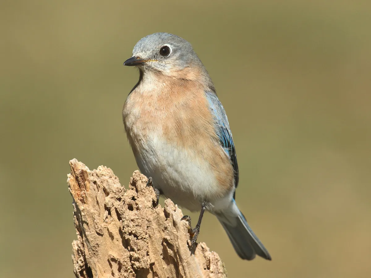 Female Eastern Bluebirds (Male vs Female Identification Guide)