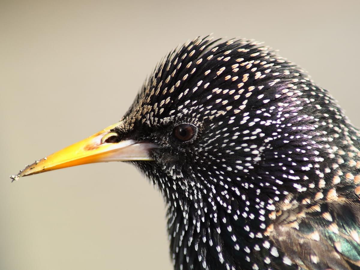 Female Starlings (Identification Guide)