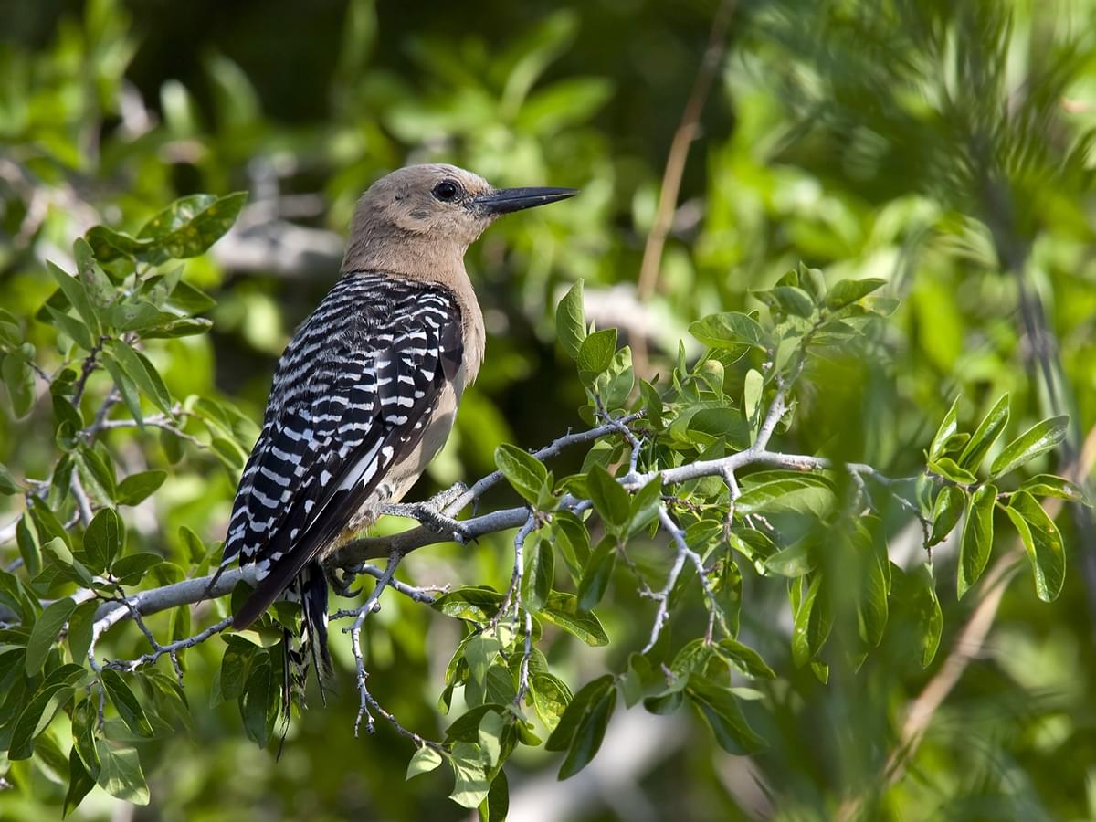 Female Gila Woodpecker