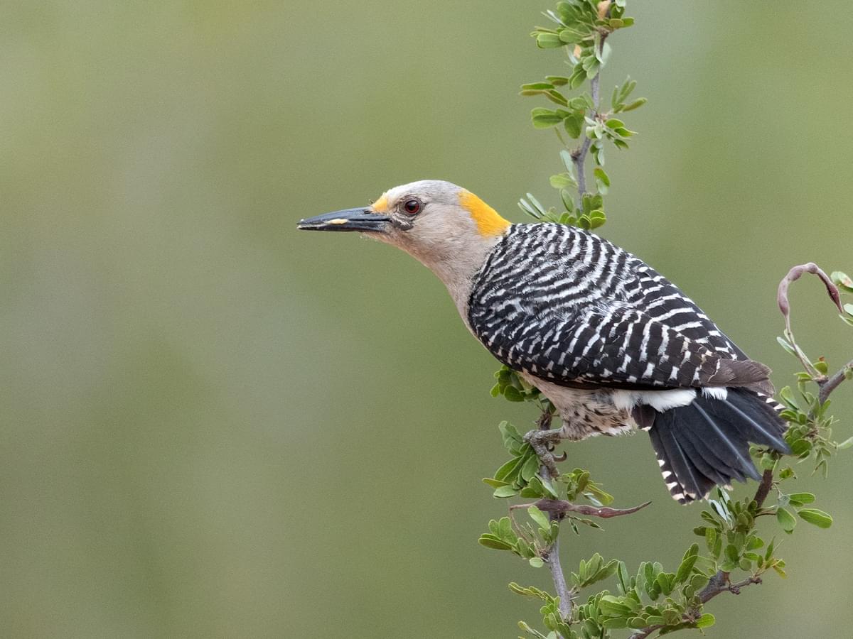 Female Golden-fronted Woodpecker