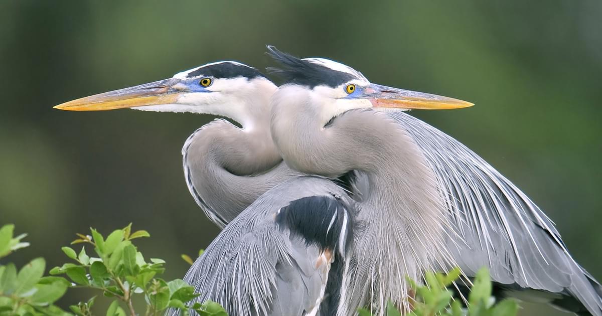 Male Vs Female Great Blue Heron: How to Tell the Difference  