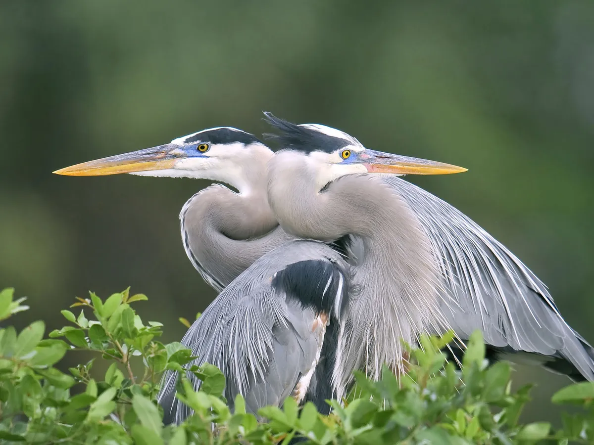 Female Great Blue Herons (Male vs Female Identification) | Birdfact