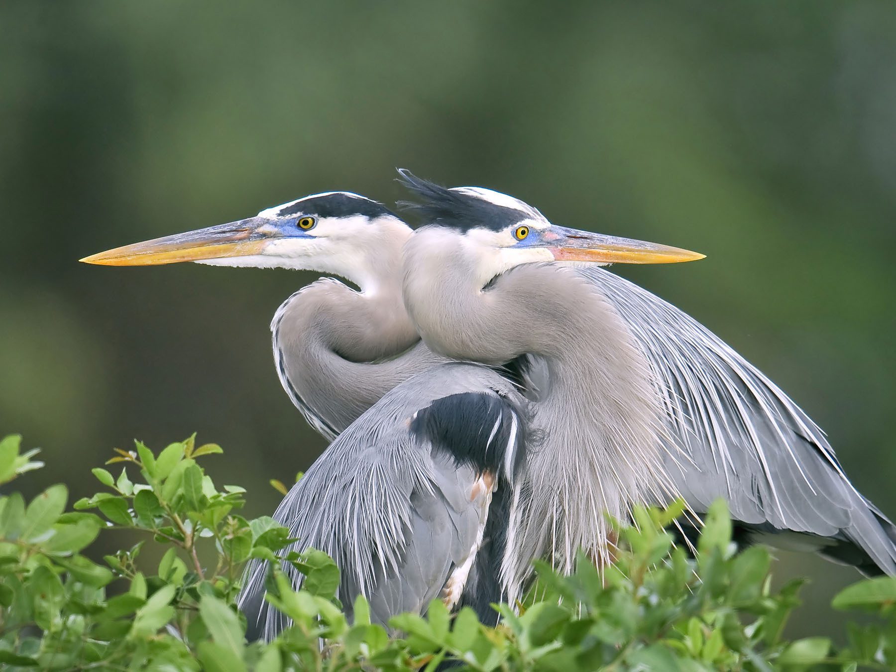 Female Great Blue Herons (Male vs Female Identification)