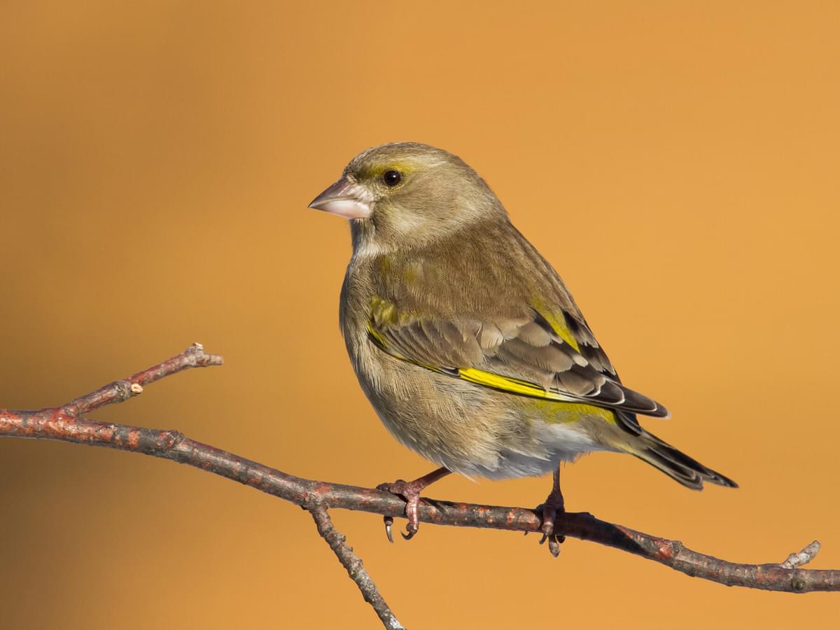Female Greenfinches: All You Need To Know