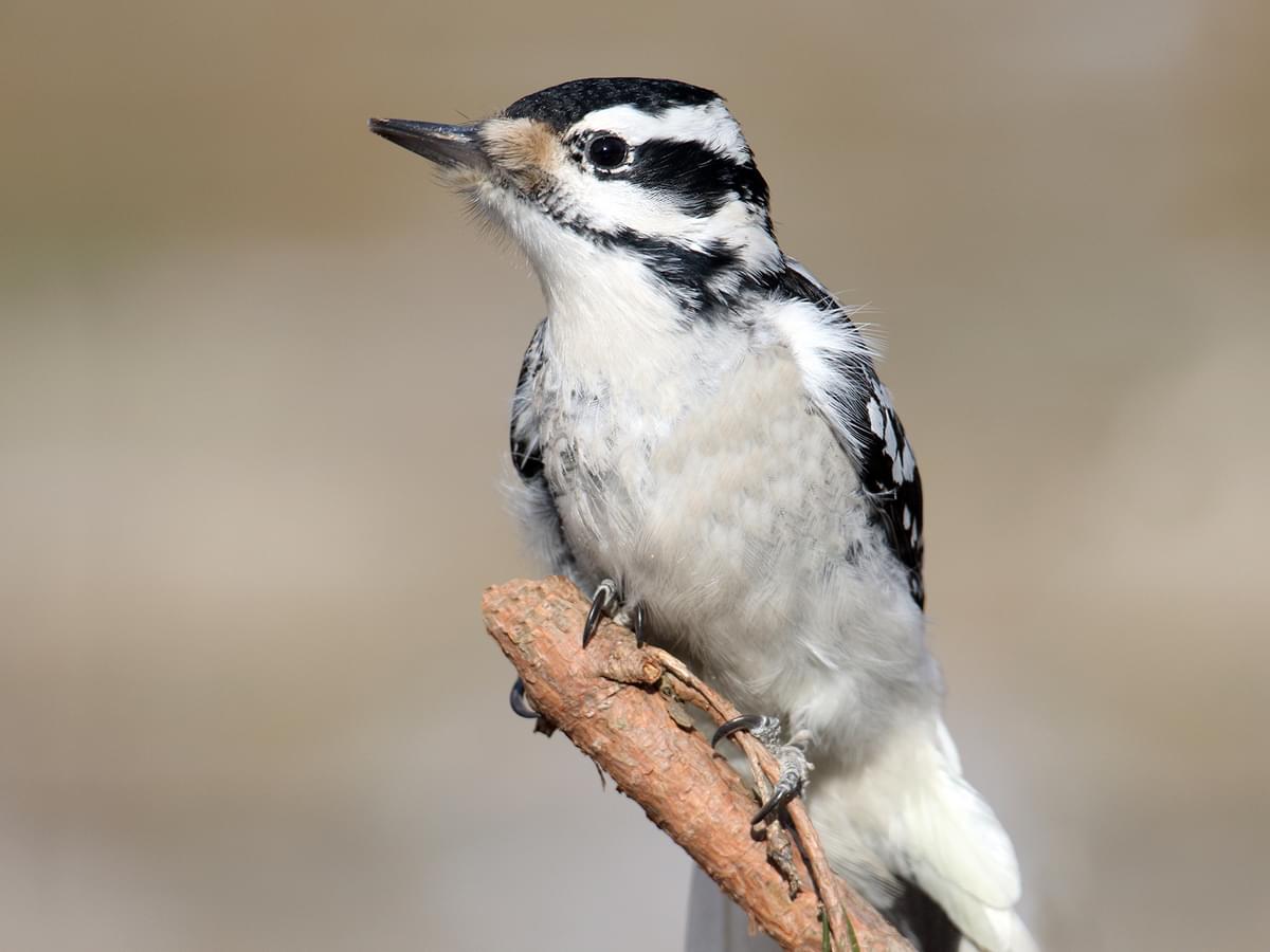 Female Hairy Woodpecker perching on the end of a branch