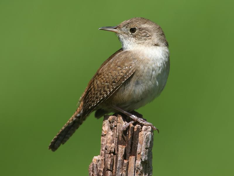 Female House Wrens (Male vs Female Identification) | Birdfact