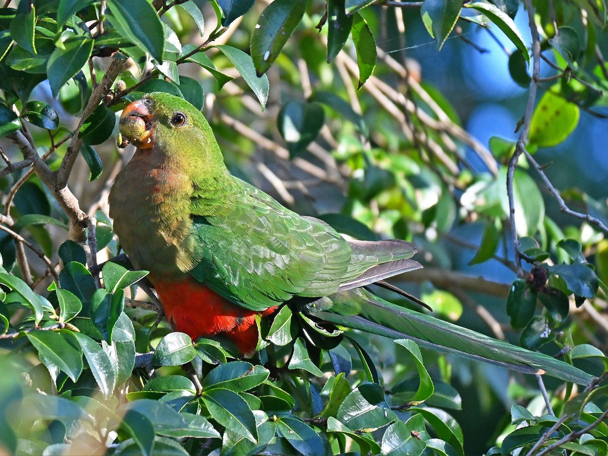 Female King Parrots (Male vs Female Identification Guide) | Birdfact
