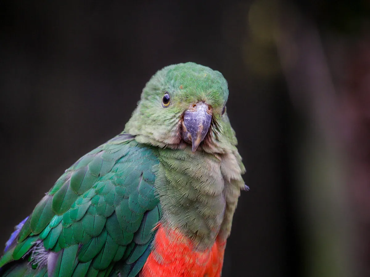 Female King Parrots (Male vs Female Identification Guide) | Birdfact
