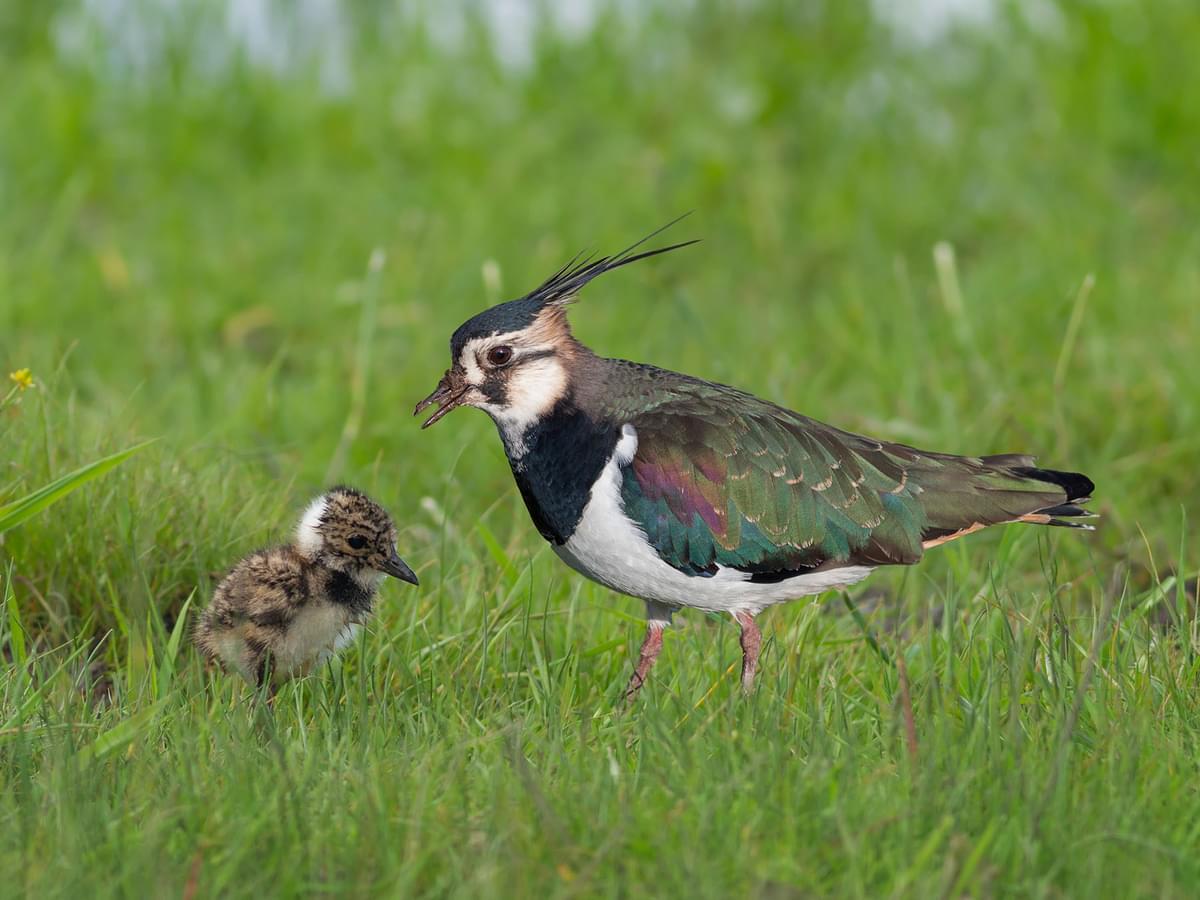 Female Lapwing with her chick